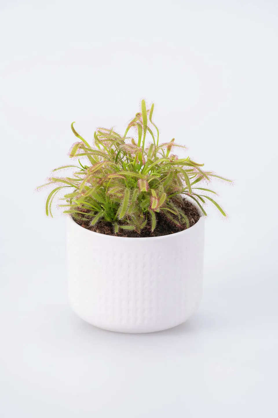 Fleischfressende Pflanze Drosera EBay Ist Jetzt